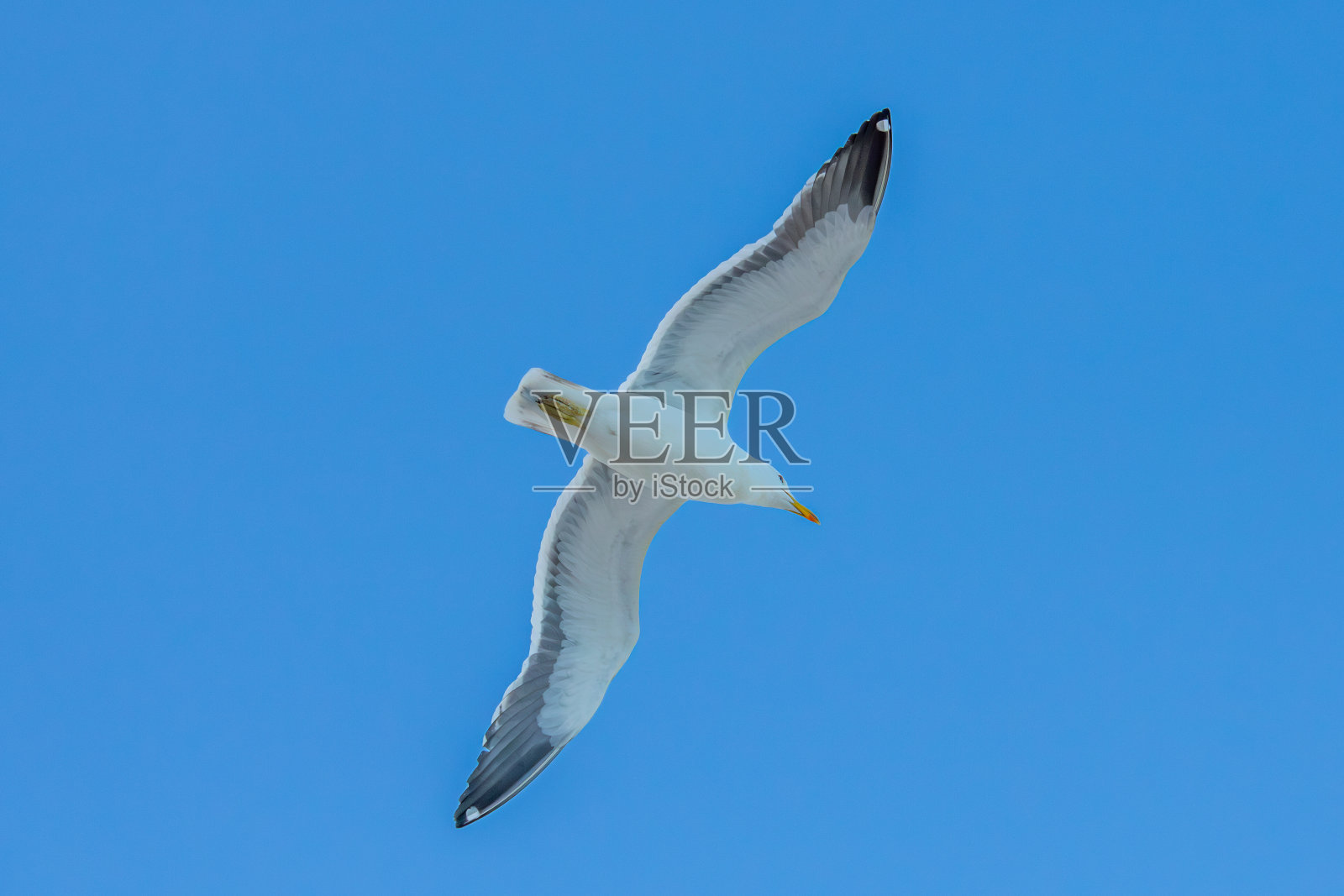 里约热内卢巴拉达蒂茹卡海滩上的海鸥照片摄影图片
