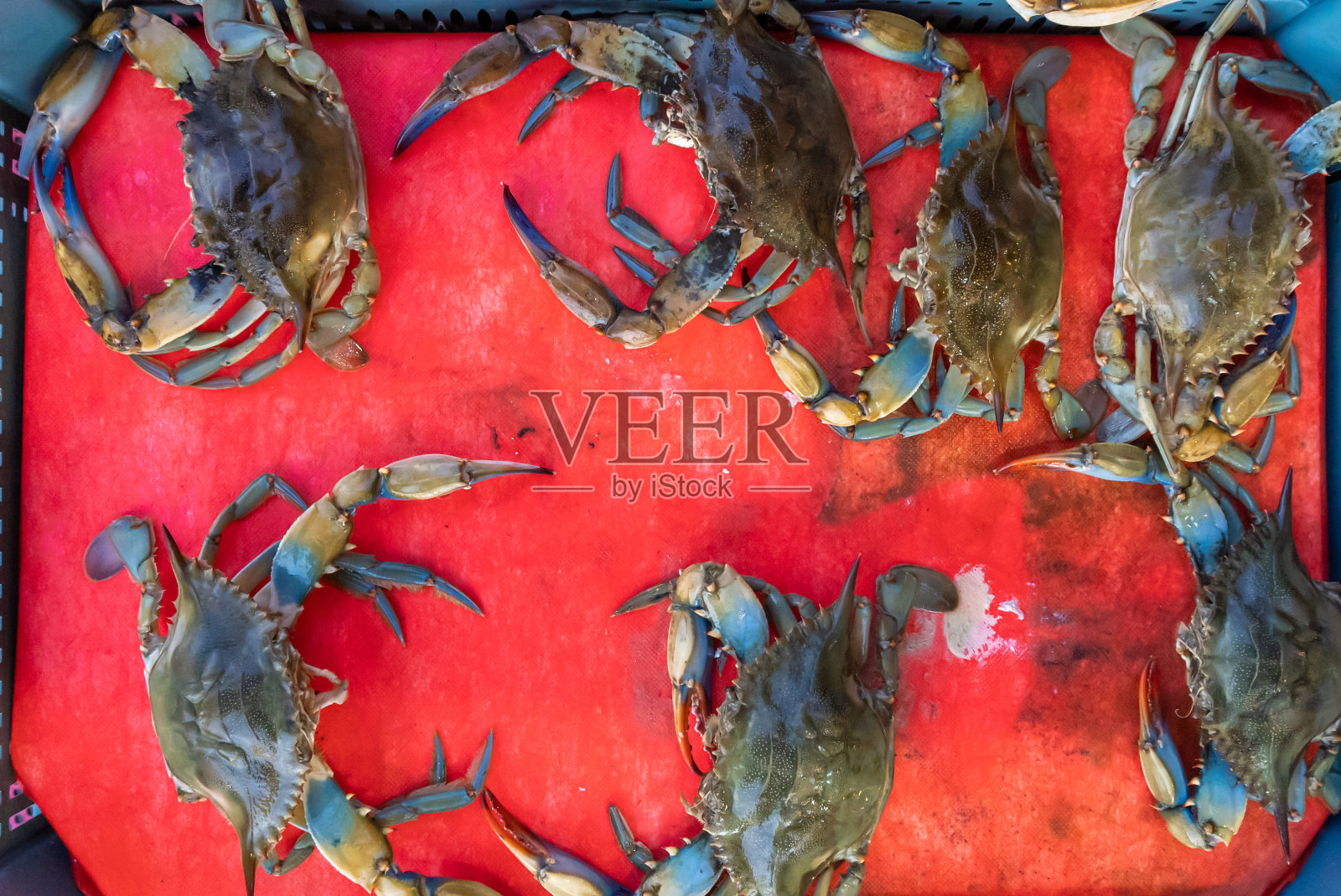 生蟹,海鲜市场的新鲜海鲜蟹,照片摄影图片