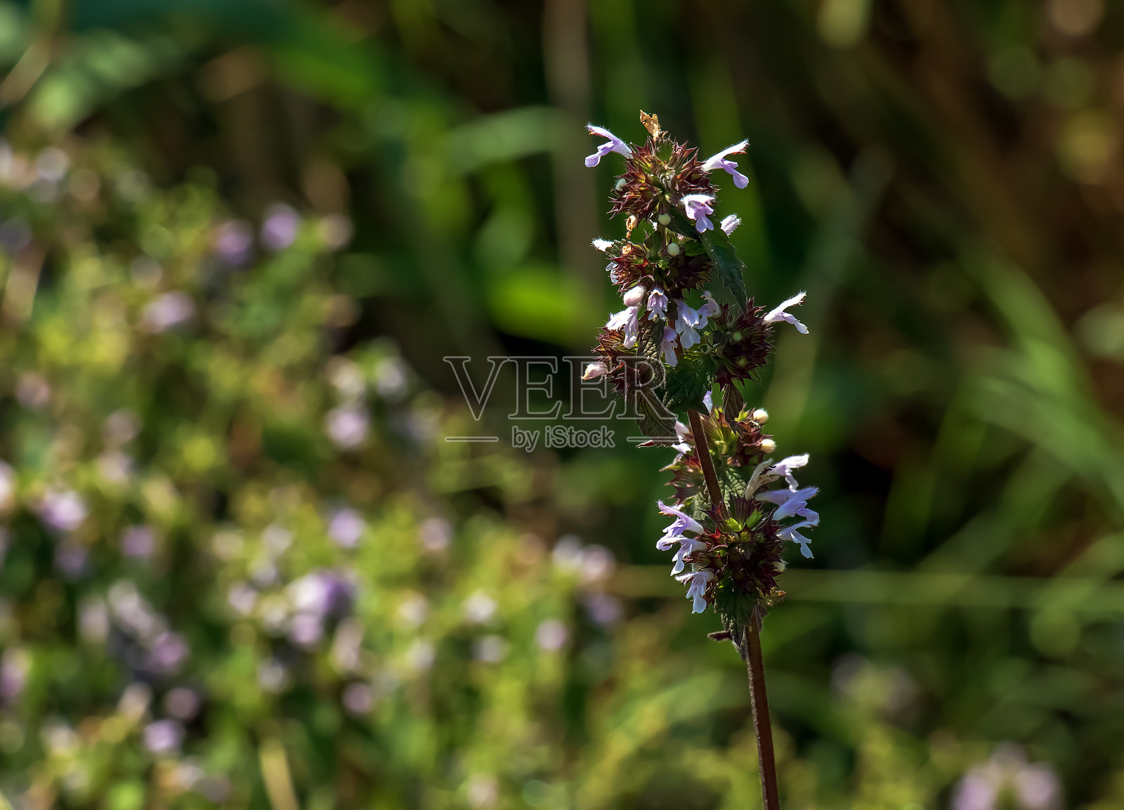 黑苦楝或黑苦楝,药用植物。该植物具有抗痉挛、镇静和滋补的特性。照片摄影图片
