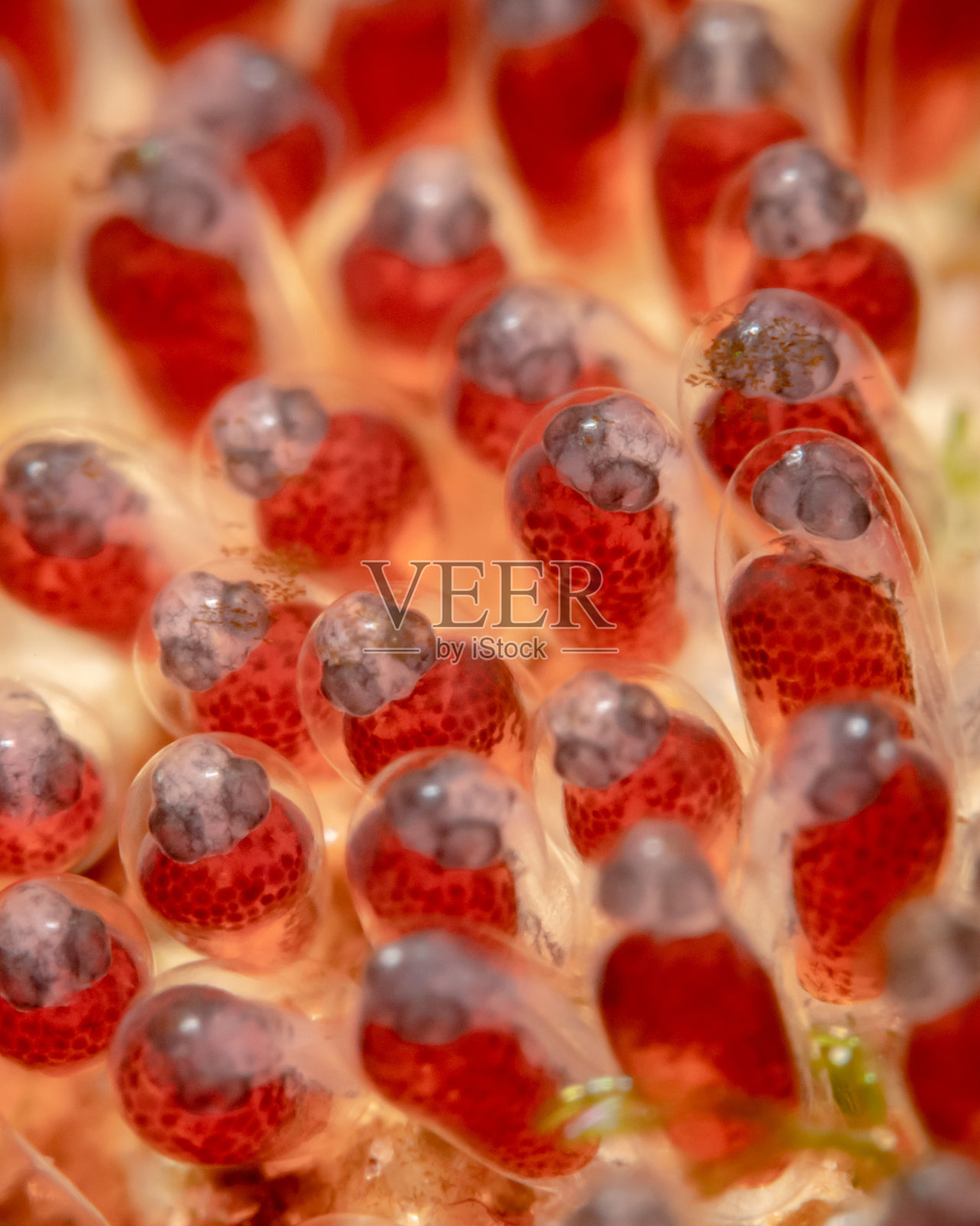 水下鱼子酱的特写。微观海洋世界照片摄影图片