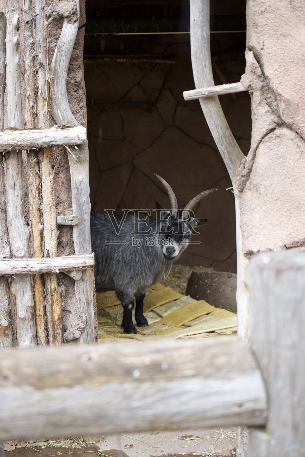 山羊看着相机照片摄影图片