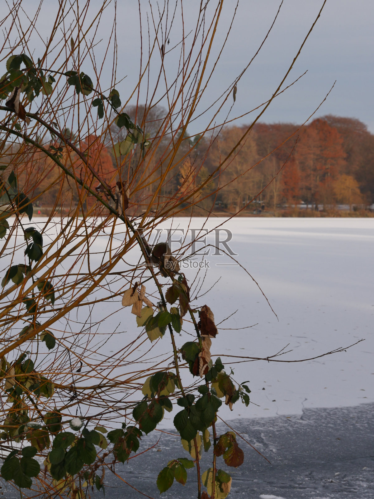 汉堡城市公园的冬天照片摄影图片