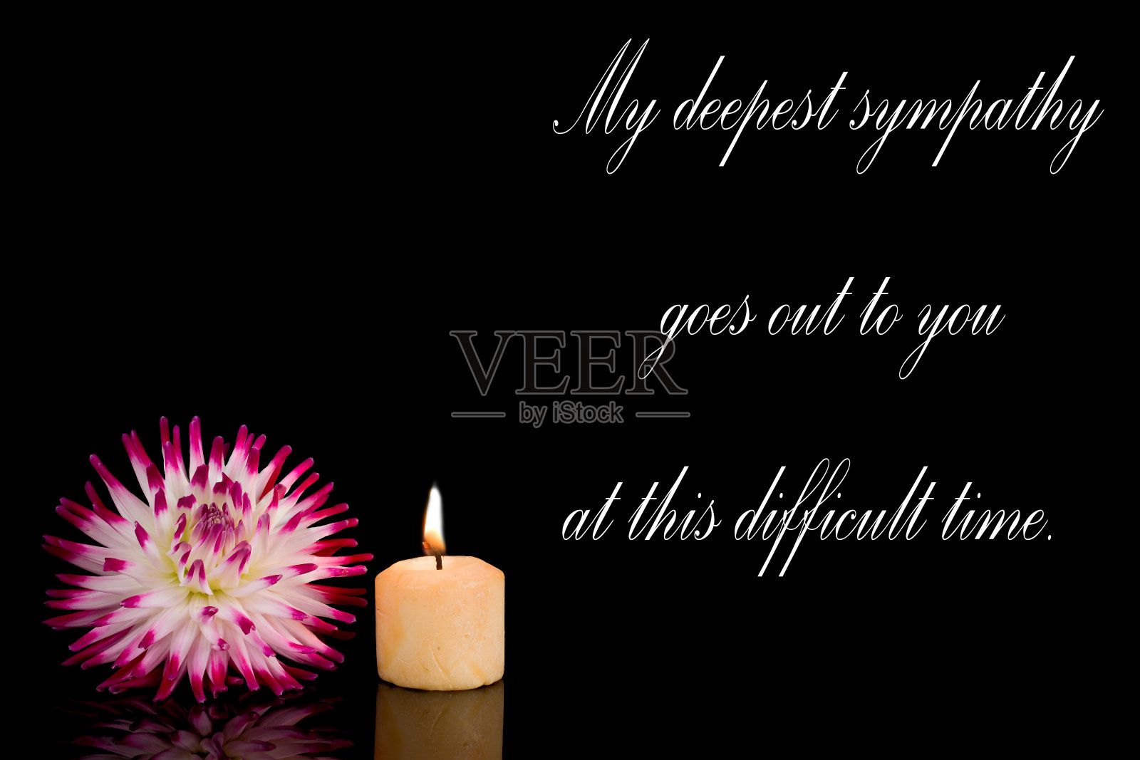 美丽的大丽花孤立在背景上照片摄影图片