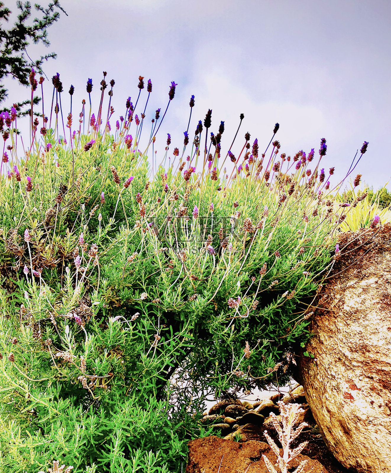 毛伊岛的野生薰衣草照片摄影图片