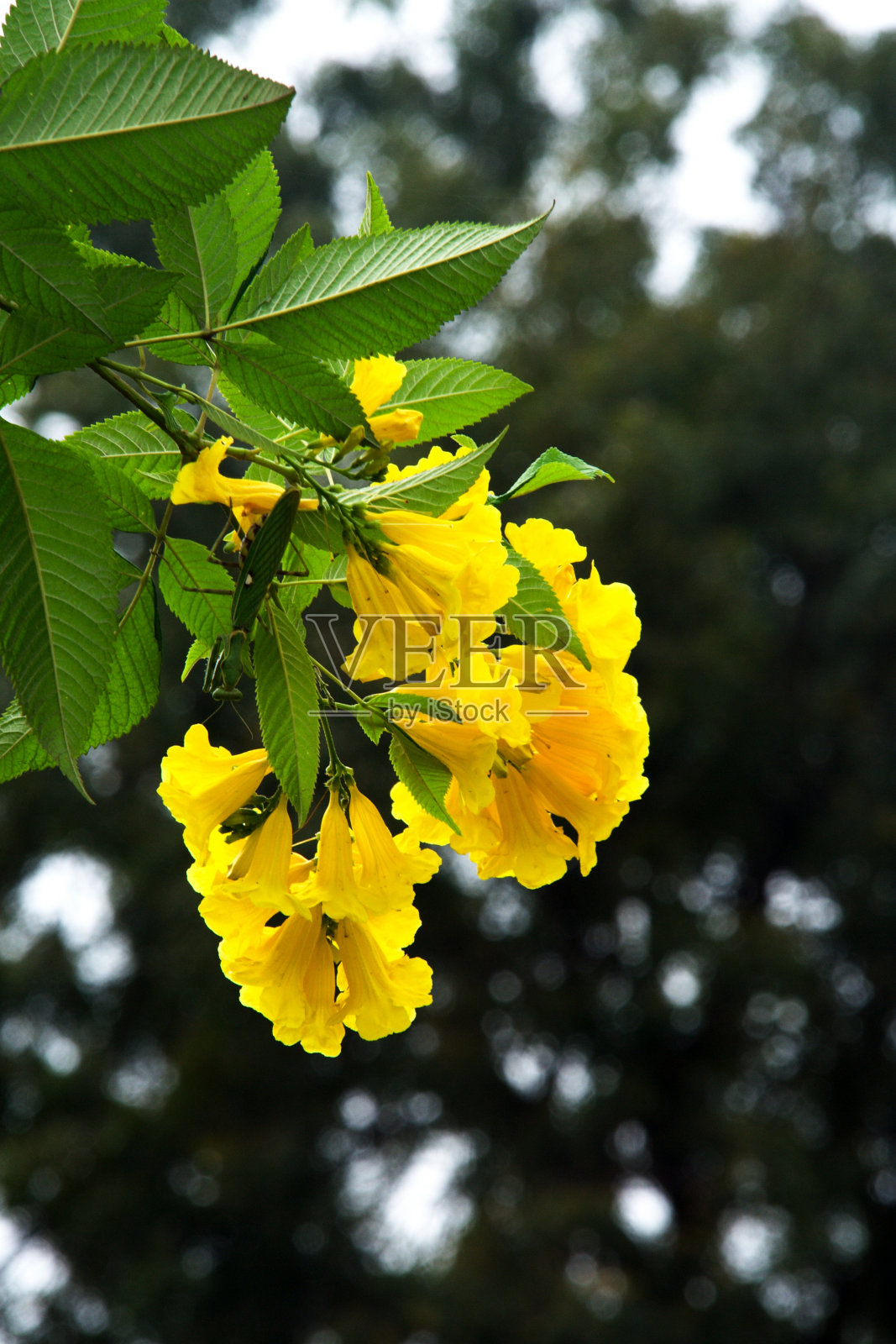 金角的叶子和花照片摄影图片