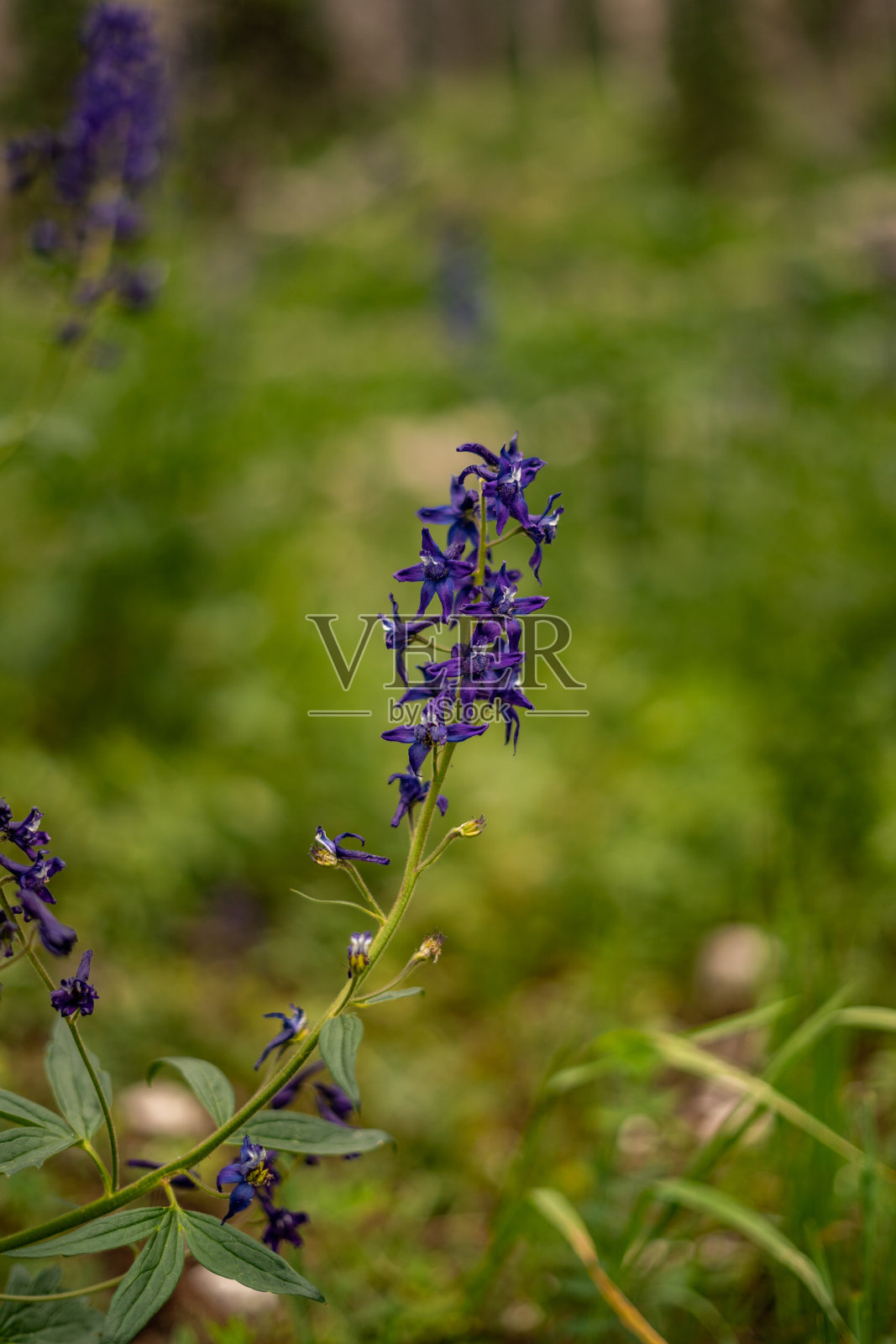 近1.8镜头照片紫色的花照片摄影图片