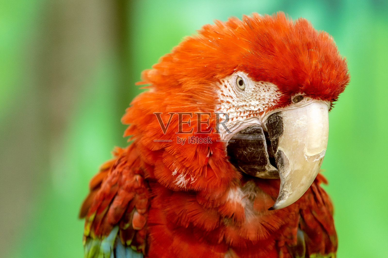猩红金刚鹦鹉的脸特写。照片摄影图片