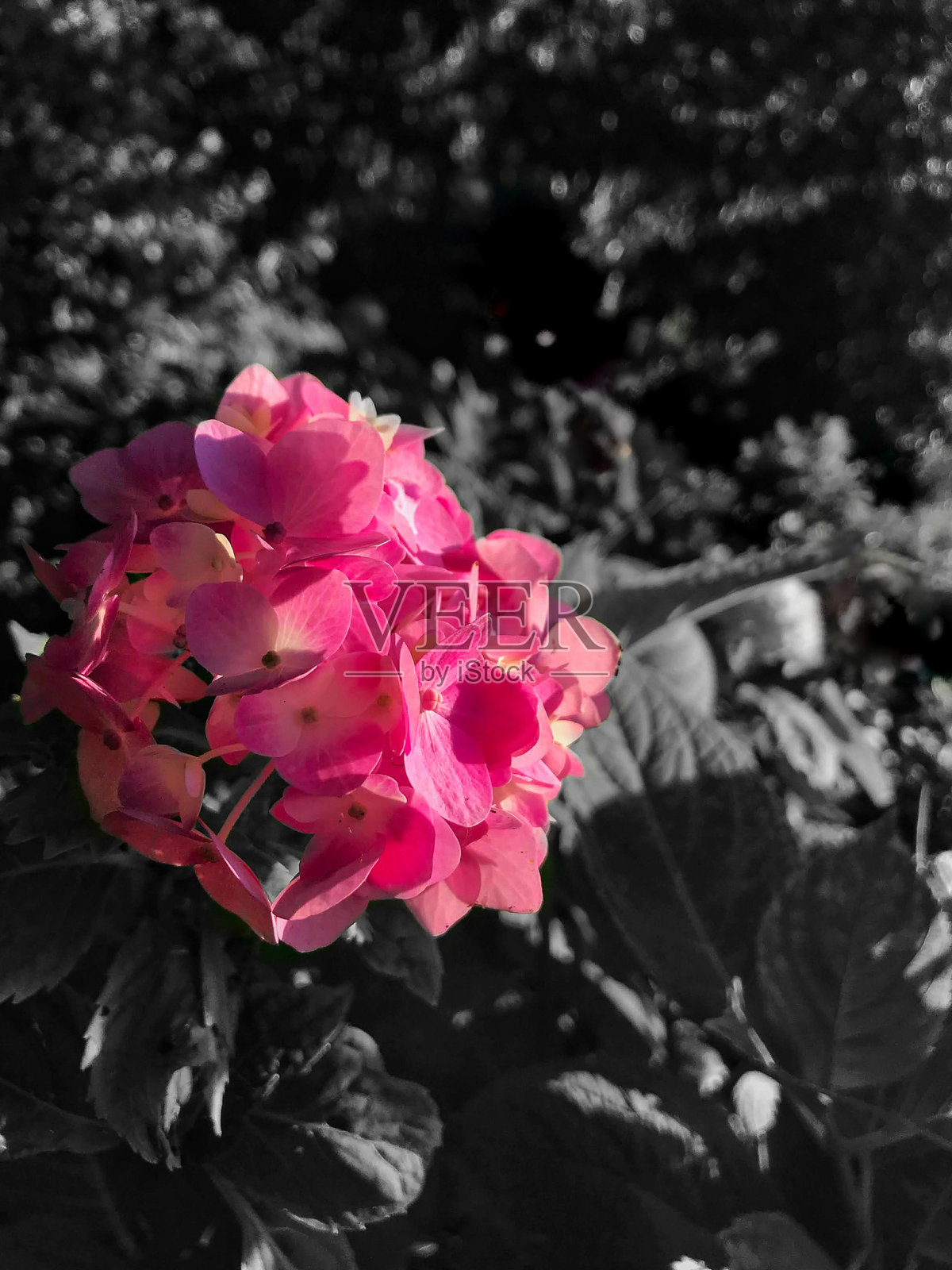 粉红色的绣球花照片摄影图片