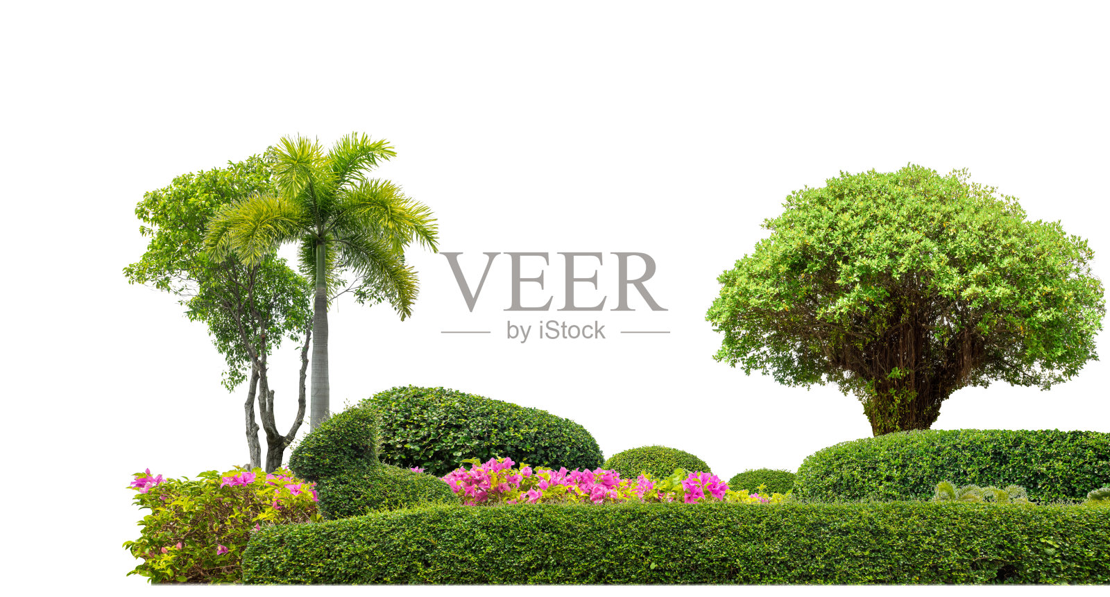 五颜六色的灌木,观赏植物,花园或公园。隔离在白色背景上照片摄影图片