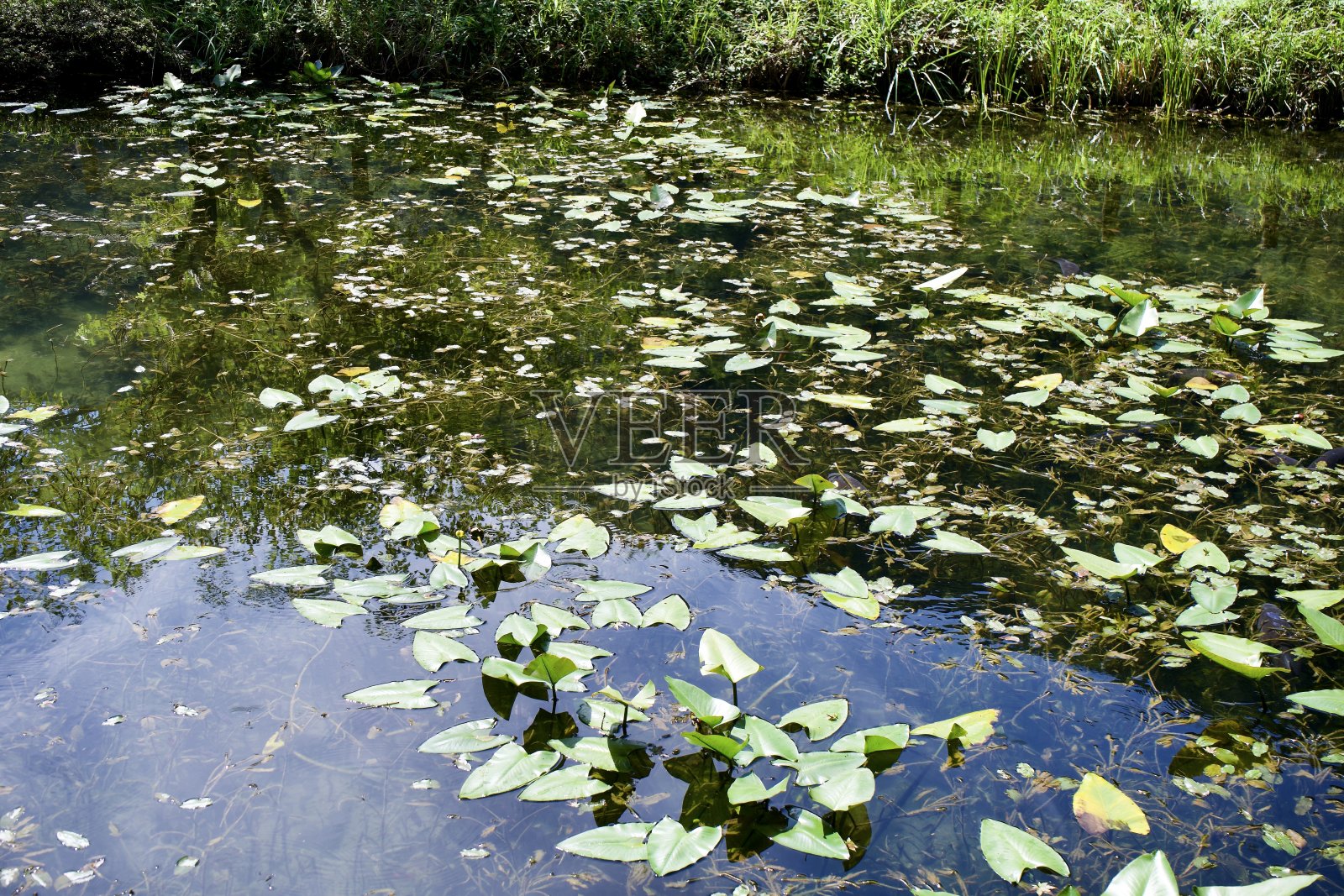 莫奈池塘景观与水草照片摄影图片