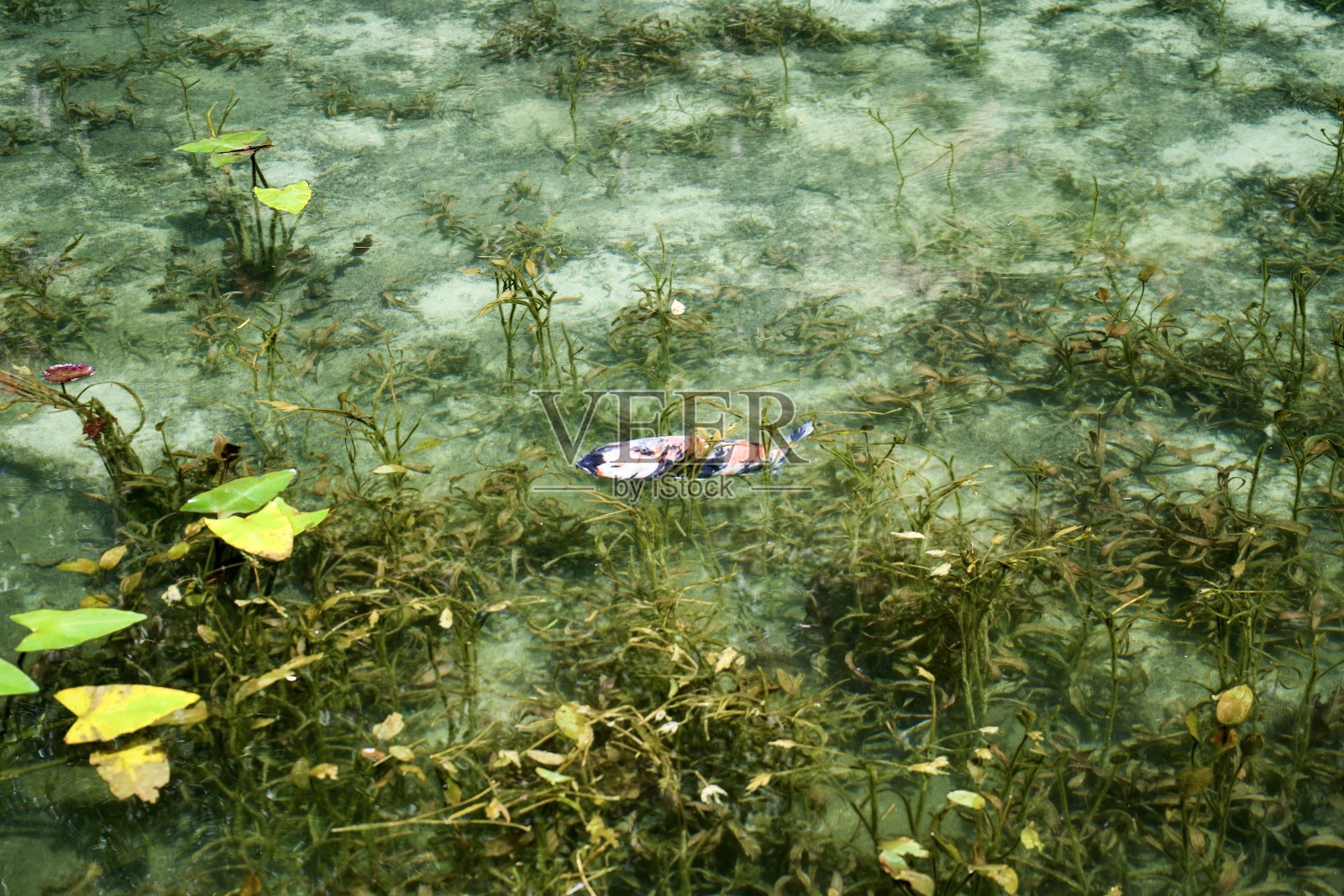 在岐阜清澈的莫奈池塘里游泳的锦鲤照片摄影图片