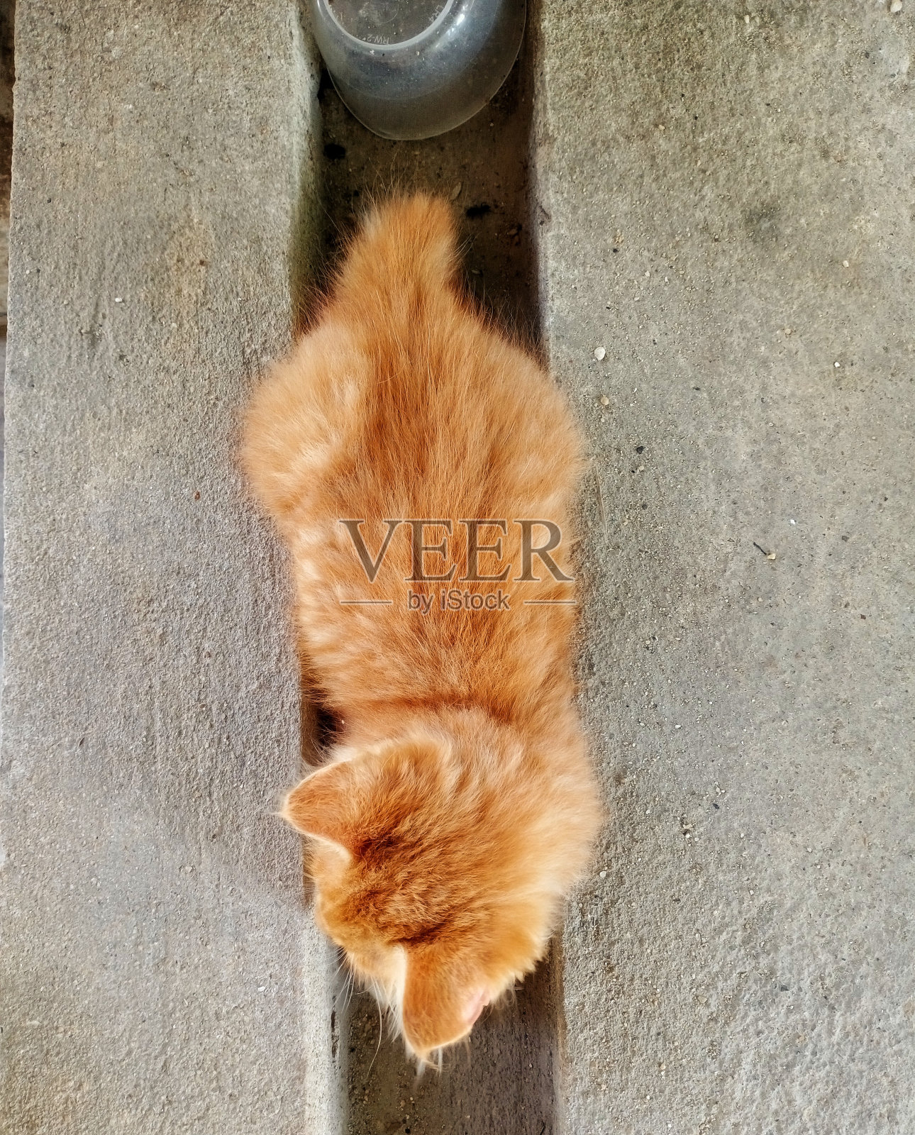 姜黄色的猫坐在地板上照片摄影图片