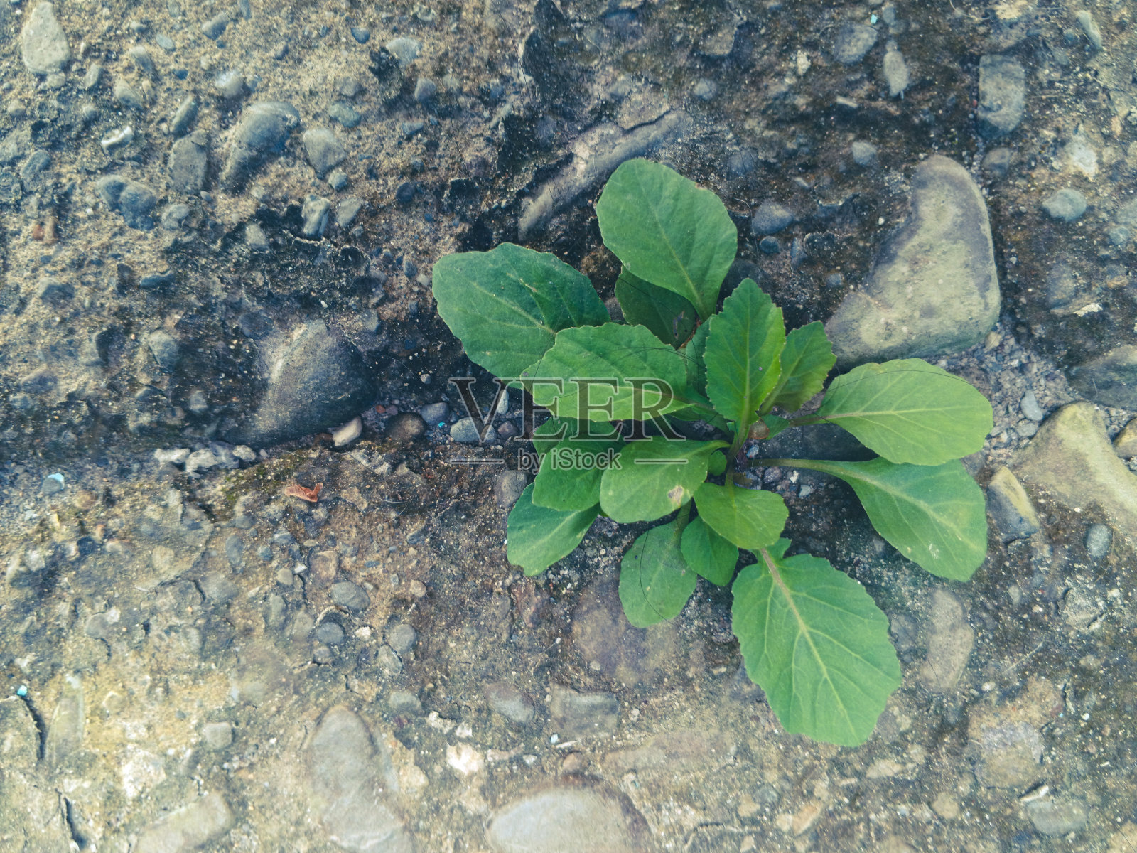自然纹理的绿色植物生长在地面岩石的房间外面。照片摄影图片