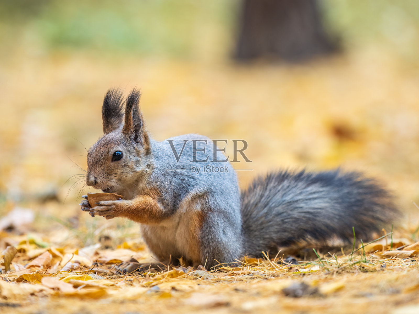 秋天的松鼠带着坚果坐在落着黄叶的绿草地上照片摄影图片