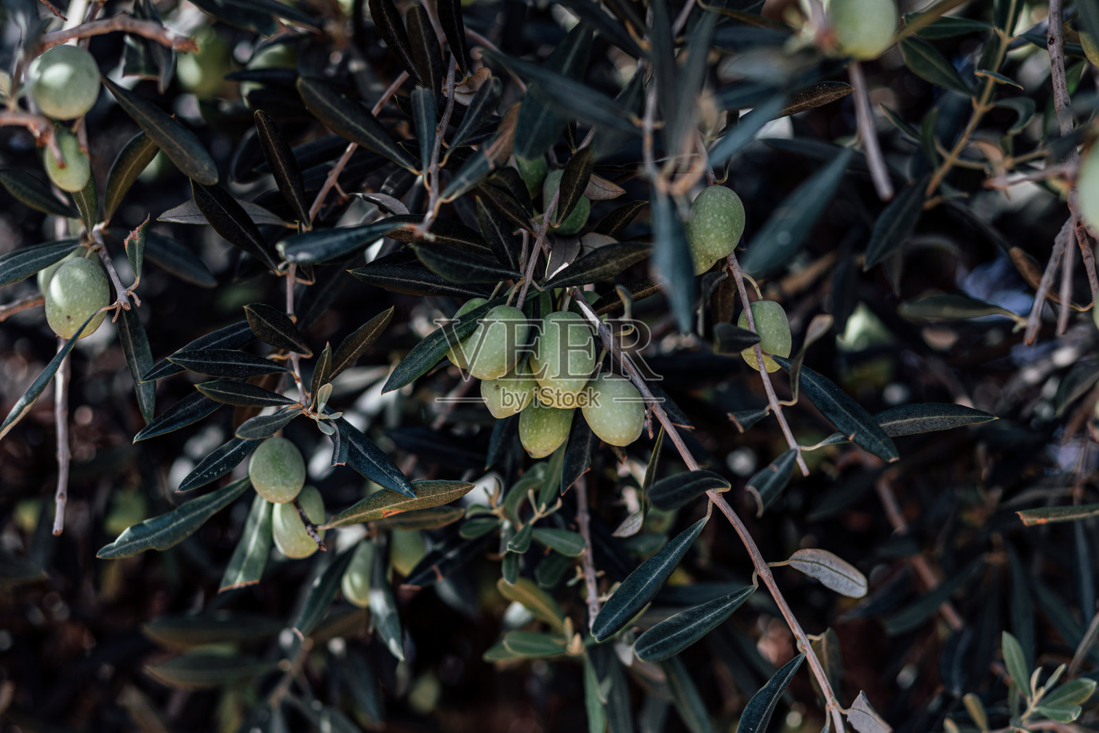 橄榄树采摘照片摄影图片