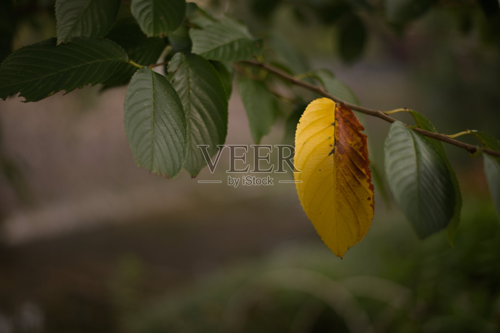 叶照片摄影图片