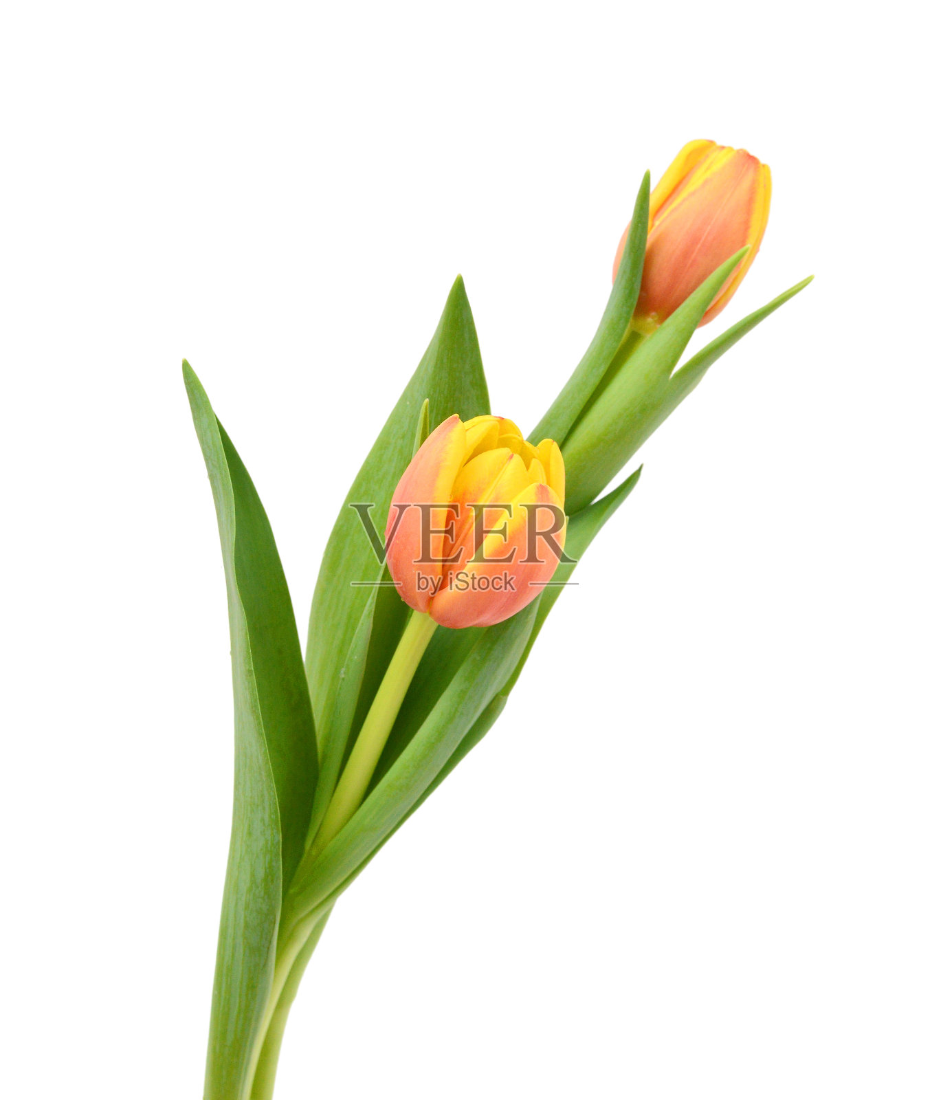 白色背景上的黄色郁金香花照片摄影图片