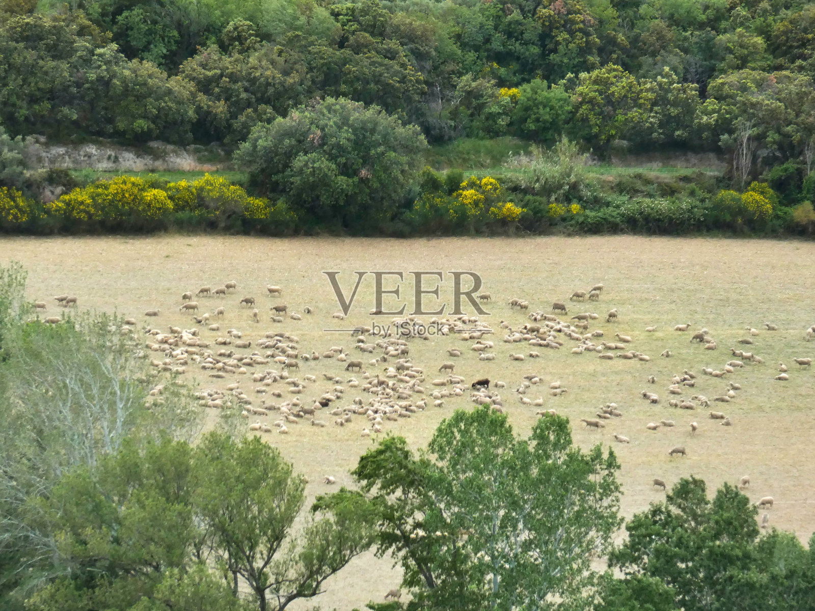 普罗旺斯阿尔皮勒的一群羊照片摄影图片