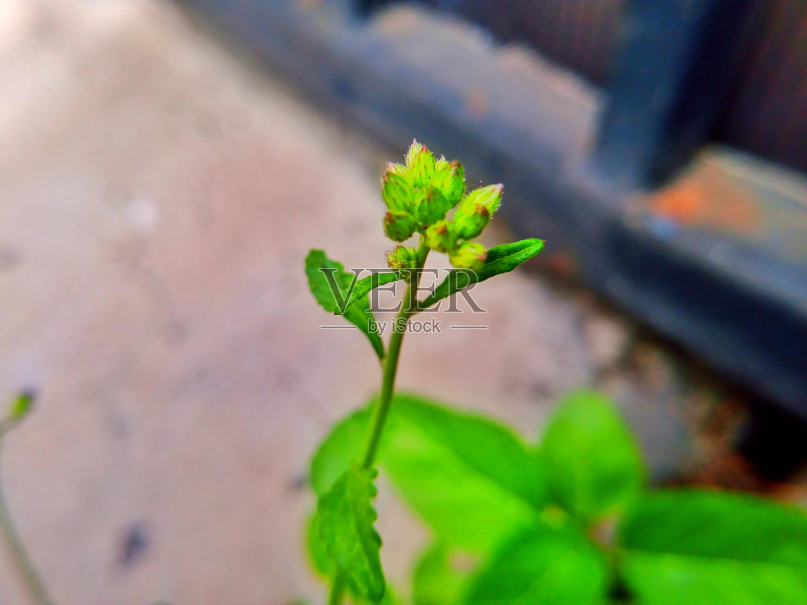 美丽的花照片摄影图片