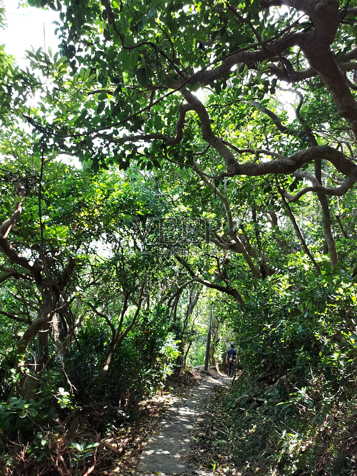 迷失在树林里照片摄影图片