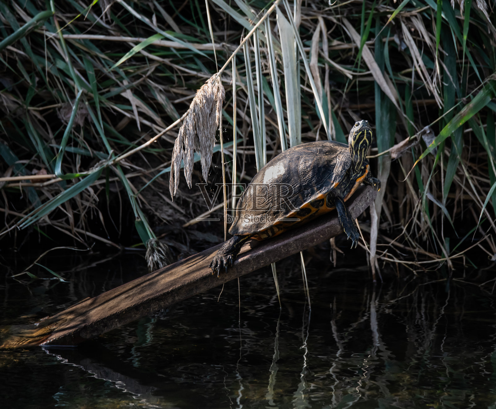 海龟晒太阳照片摄影图片