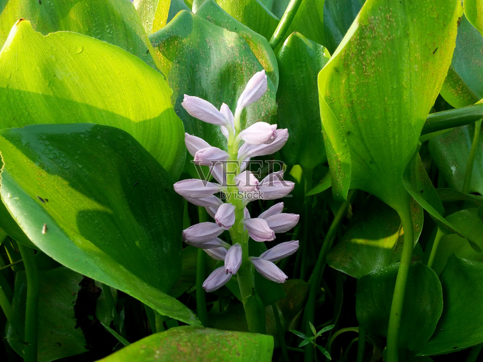 水葫芦花照片摄影图片