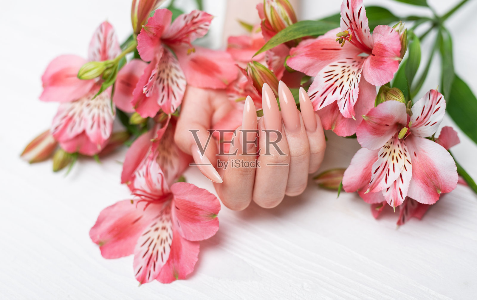 优雅的淡粉色自然美甲。照片摄影图片