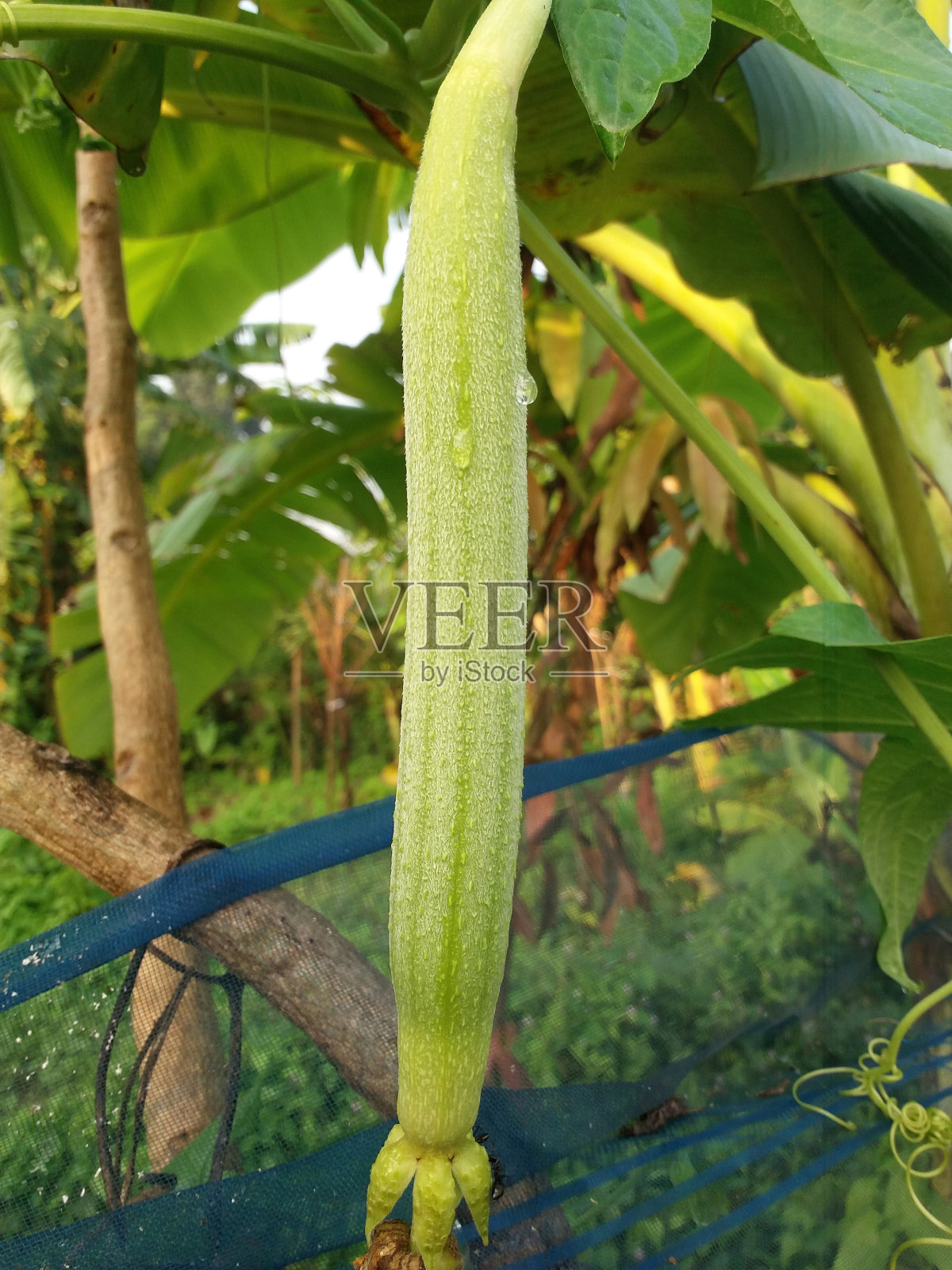 新生长的海绵葫芦蔬菜照片摄影图片