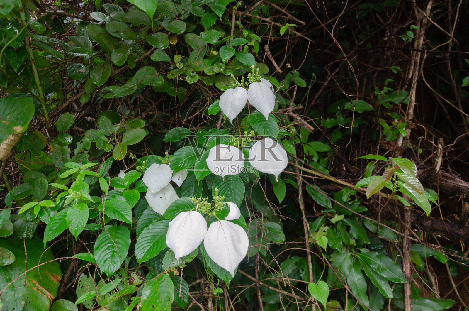 麝香树,也被称为太平洋麝香树或太平洋旗树照片摄影图片