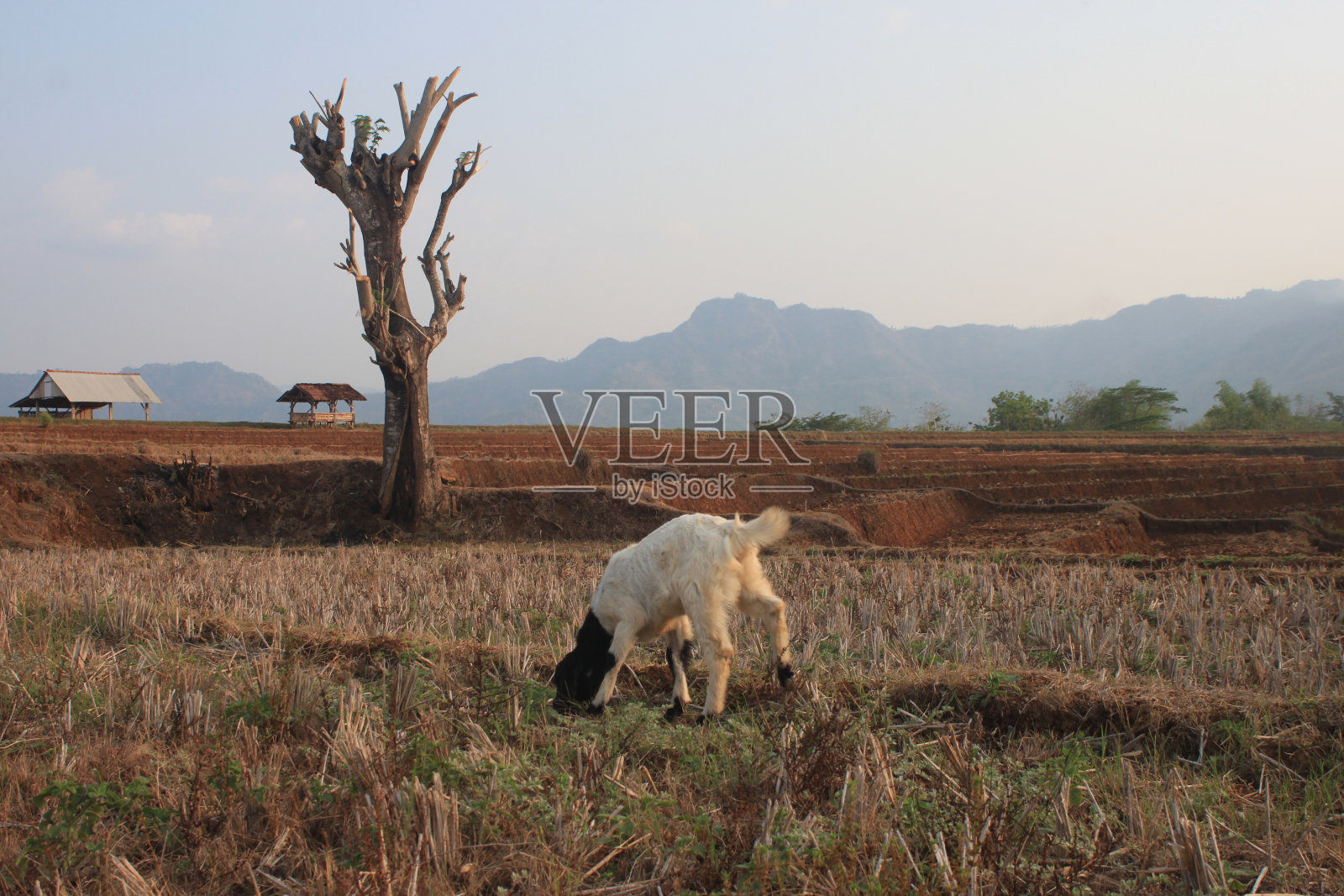 干燥草原上的山羊照片摄影图片