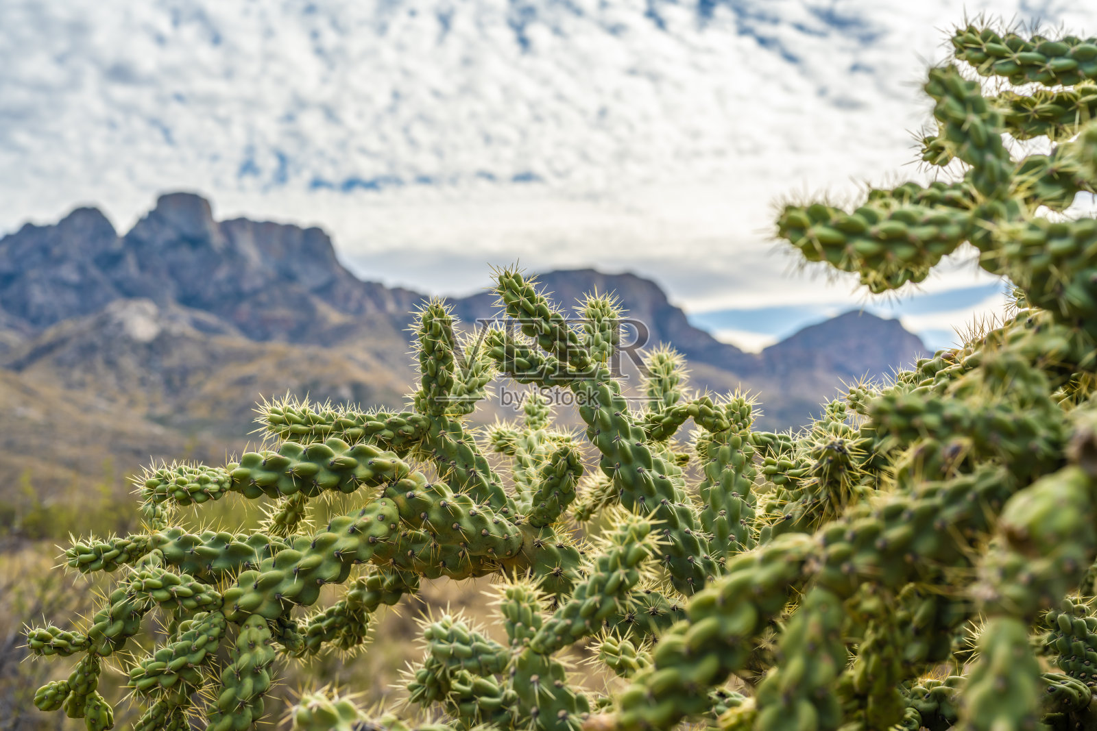 亚利桑那州卡塔利纳州的一只泰迪熊照片摄影图片