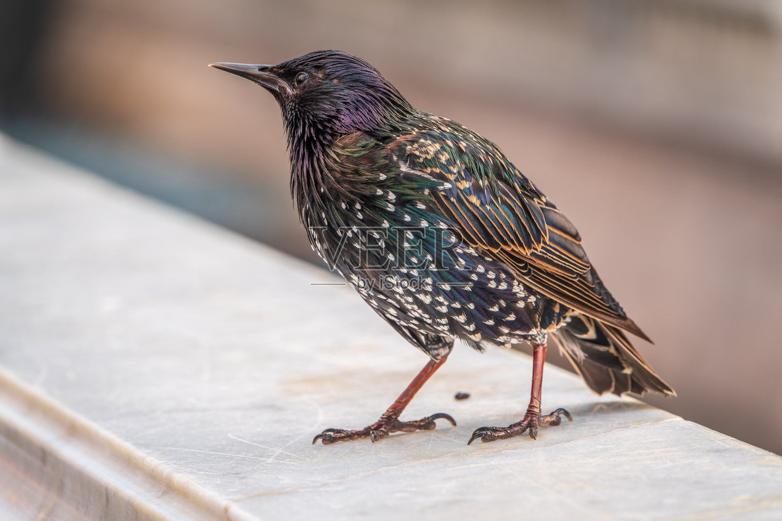 普通椋鸟或欧洲椋鸟。春天坐在花园的篱笆上。照片摄影图片