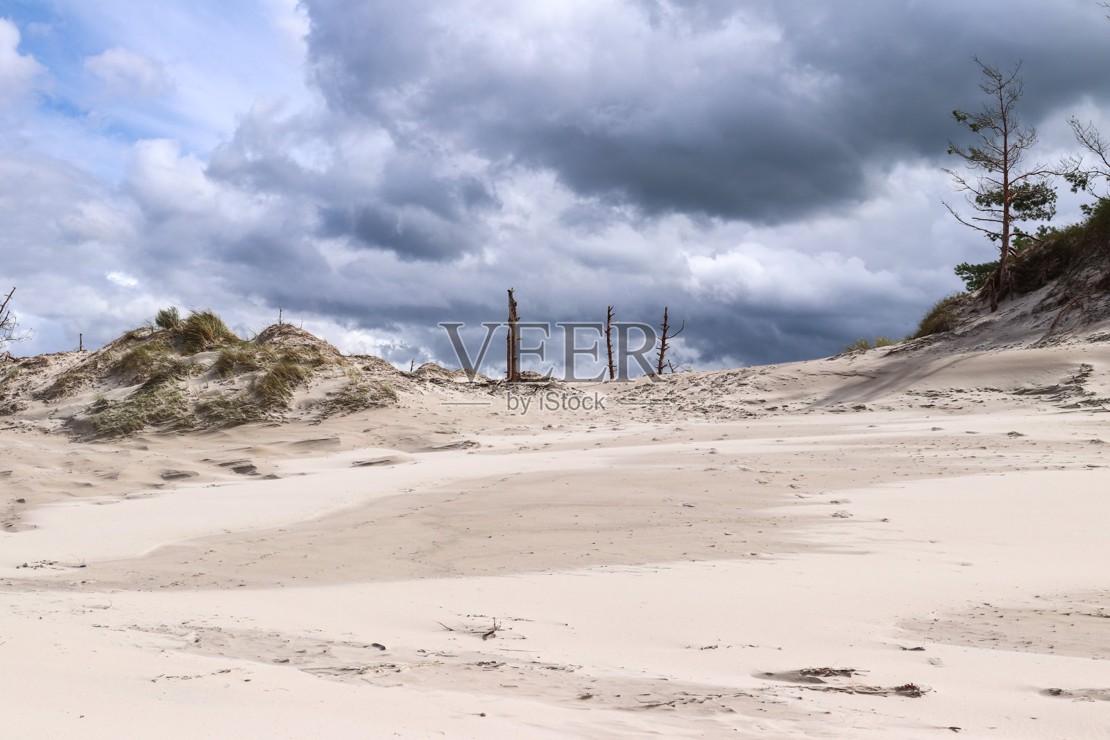 波罗的海沿岸沙丘上的枯树照片摄影图片