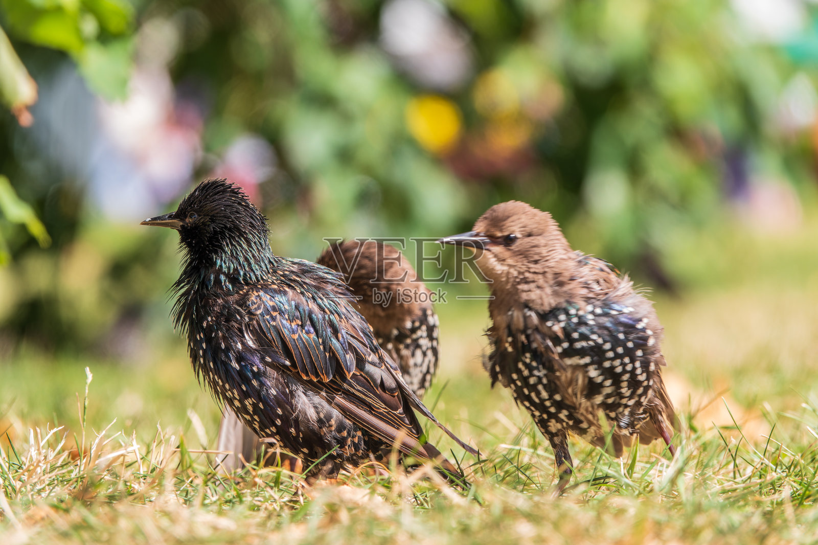 春天草坪上的普通八角鸟或欧洲八角鸟。照片摄影图片