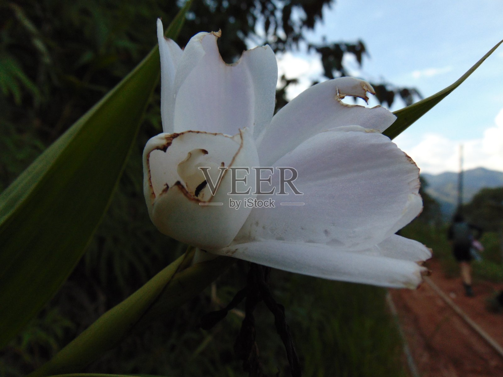 白色的花照片摄影图片