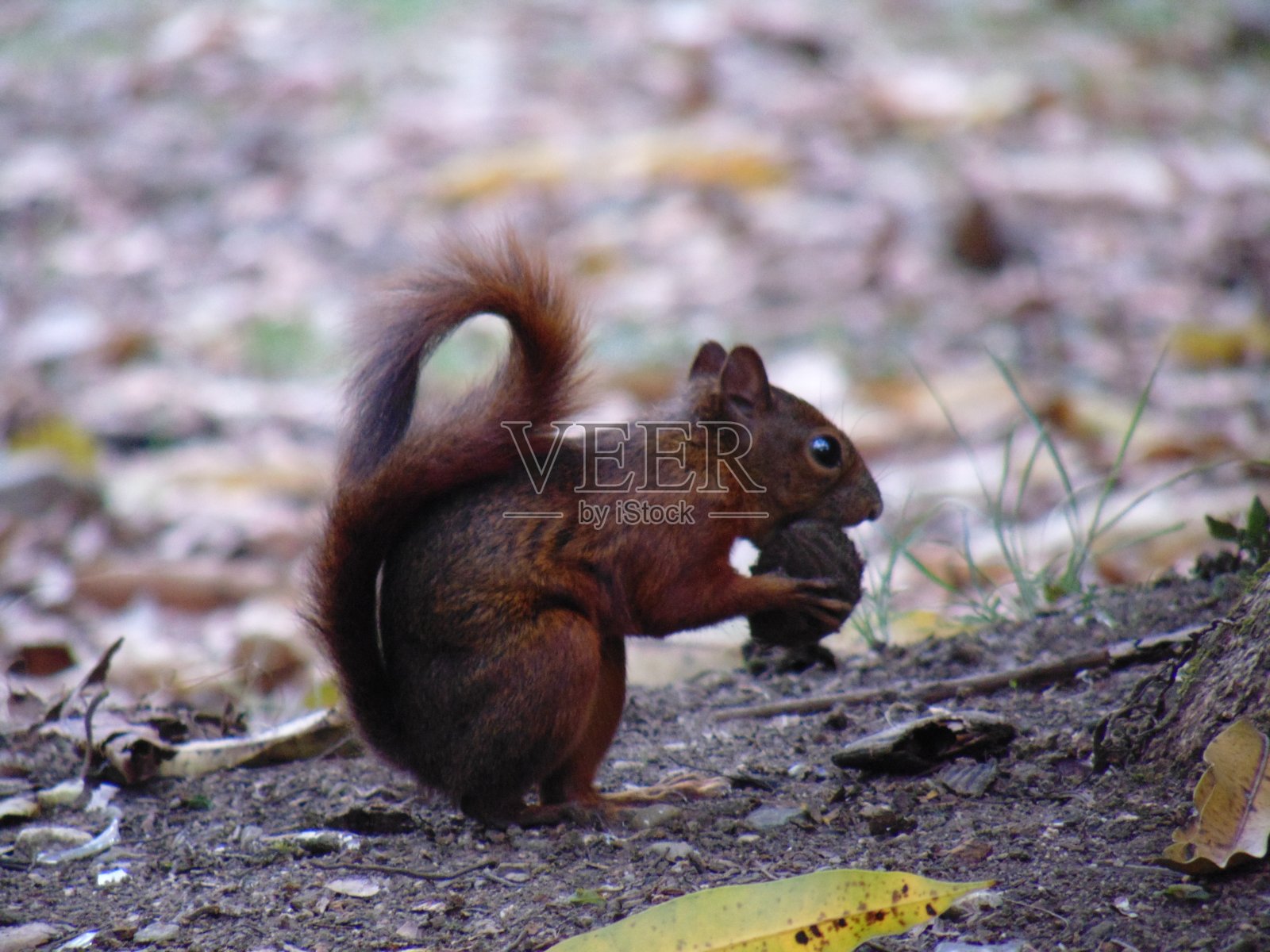 松鼠照片摄影图片