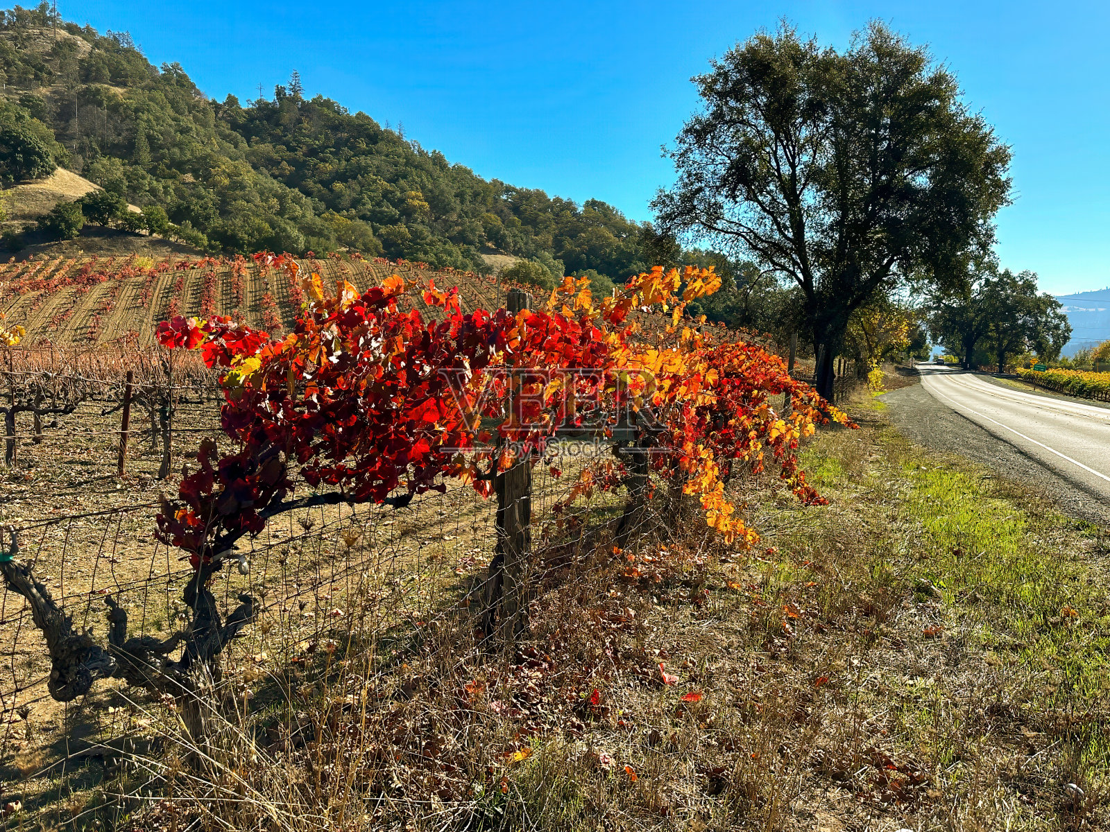 一棵大藤蔓靠在路边的篱笆上照片摄影图片
