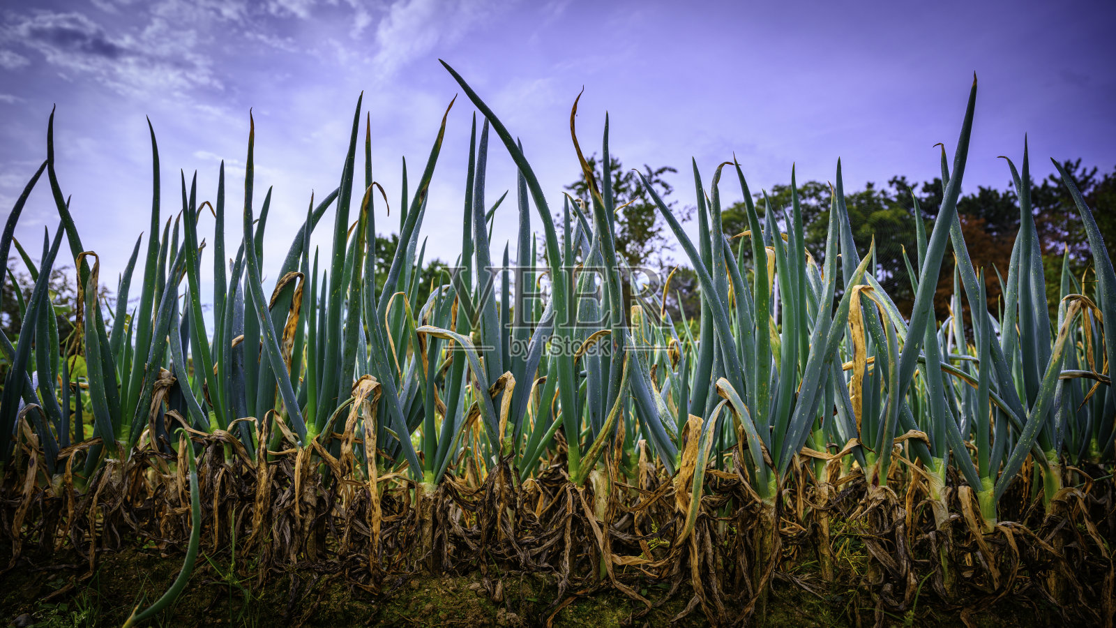 在韩国庆州市的农村地区,绿色洋葱或大葱植物特写,新鲜的有机蔬菜生长在农业农场的田地里,准备收获照片摄影图片