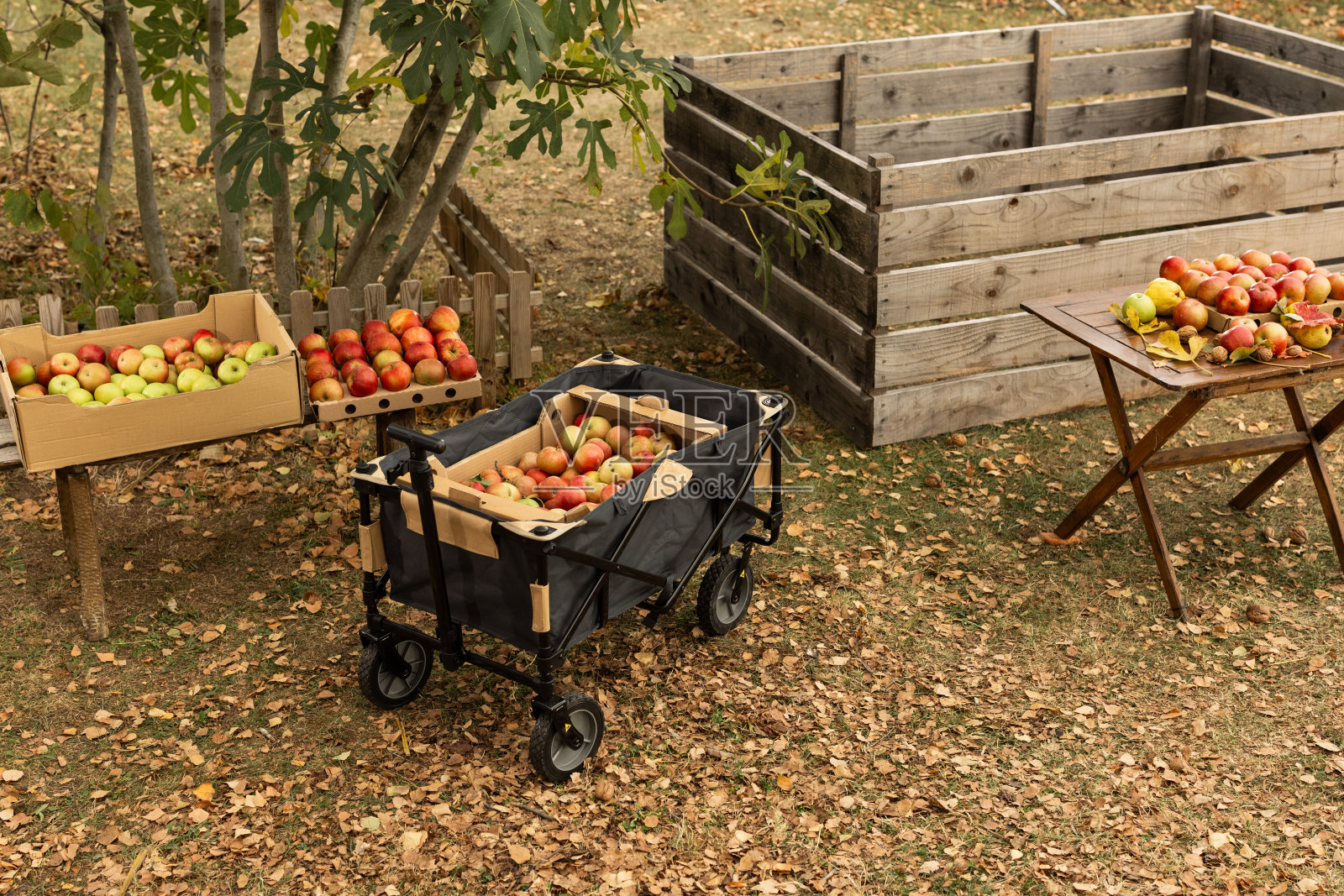 刚摘下来的苹果放在无人看管的后院的推车和盒子里照片摄影图片