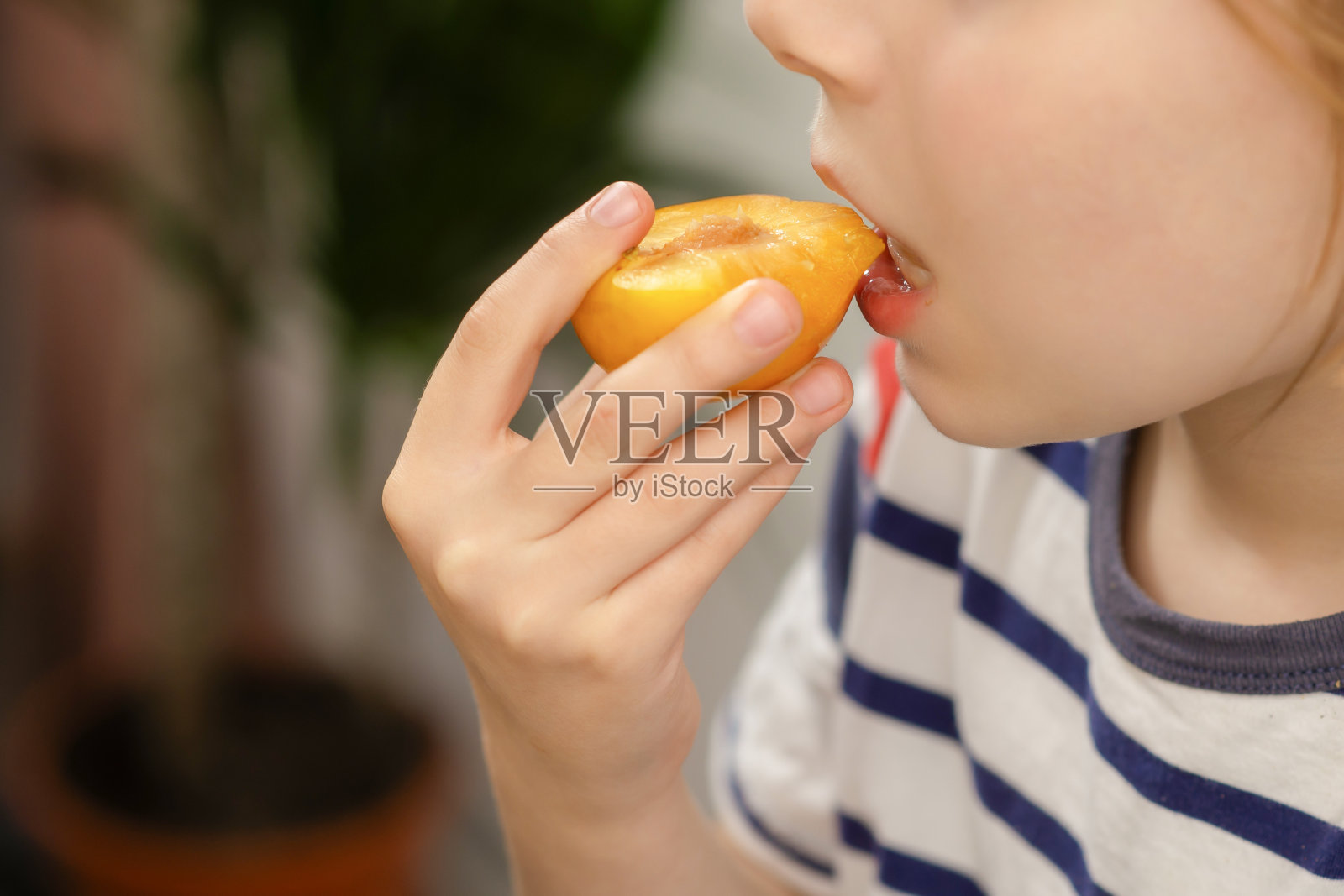 完美的李子:一个孩子沉迷于成熟的黄梅的完美,认识到这种水果放纵的营养价值照片摄影图片