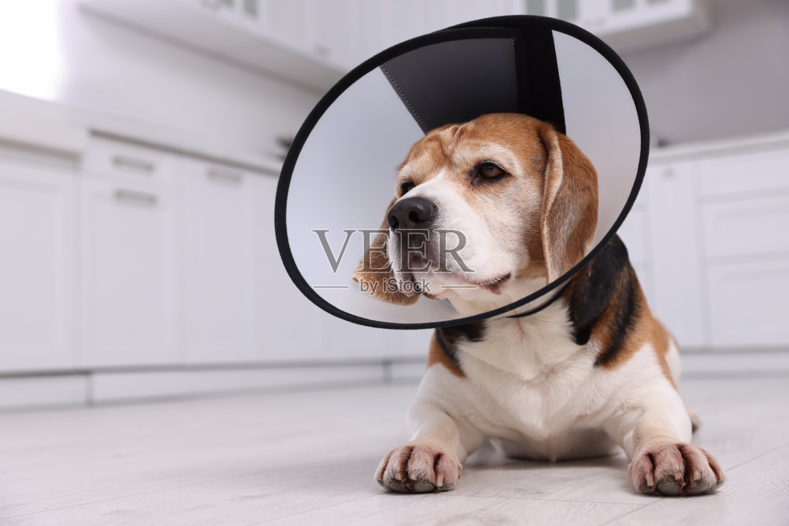 可爱的比格犬在室内地板上戴着医用塑料项圈照片摄影图片
