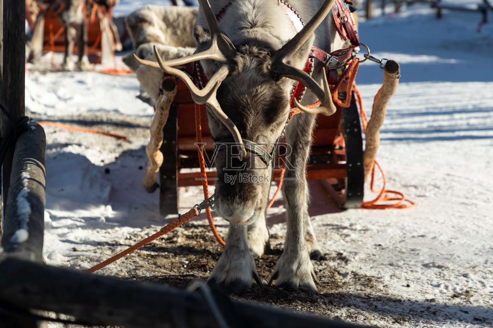 驯鹿在雪地里拉雪橇。冬天驯鹿拉雪橇的景象。照片摄影图片