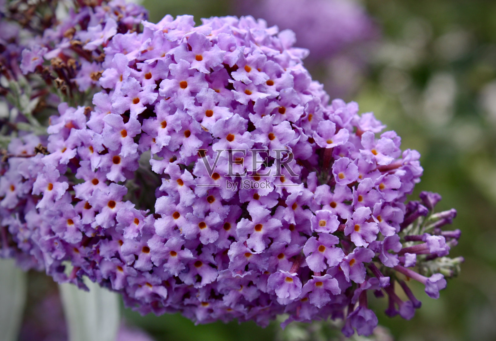 花照片摄影图片
