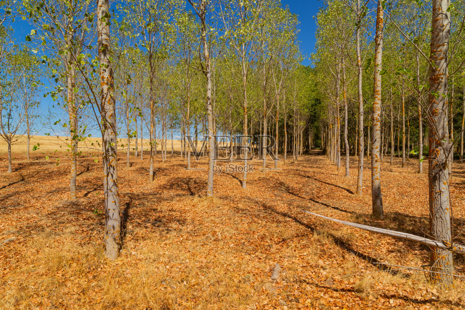 西班牙乡村景观照片摄影图片