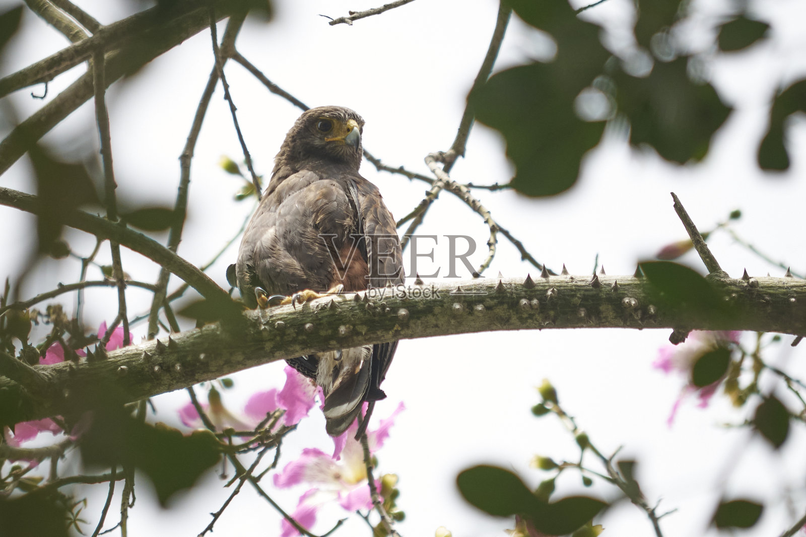 自由的鸟儿照片摄影图片