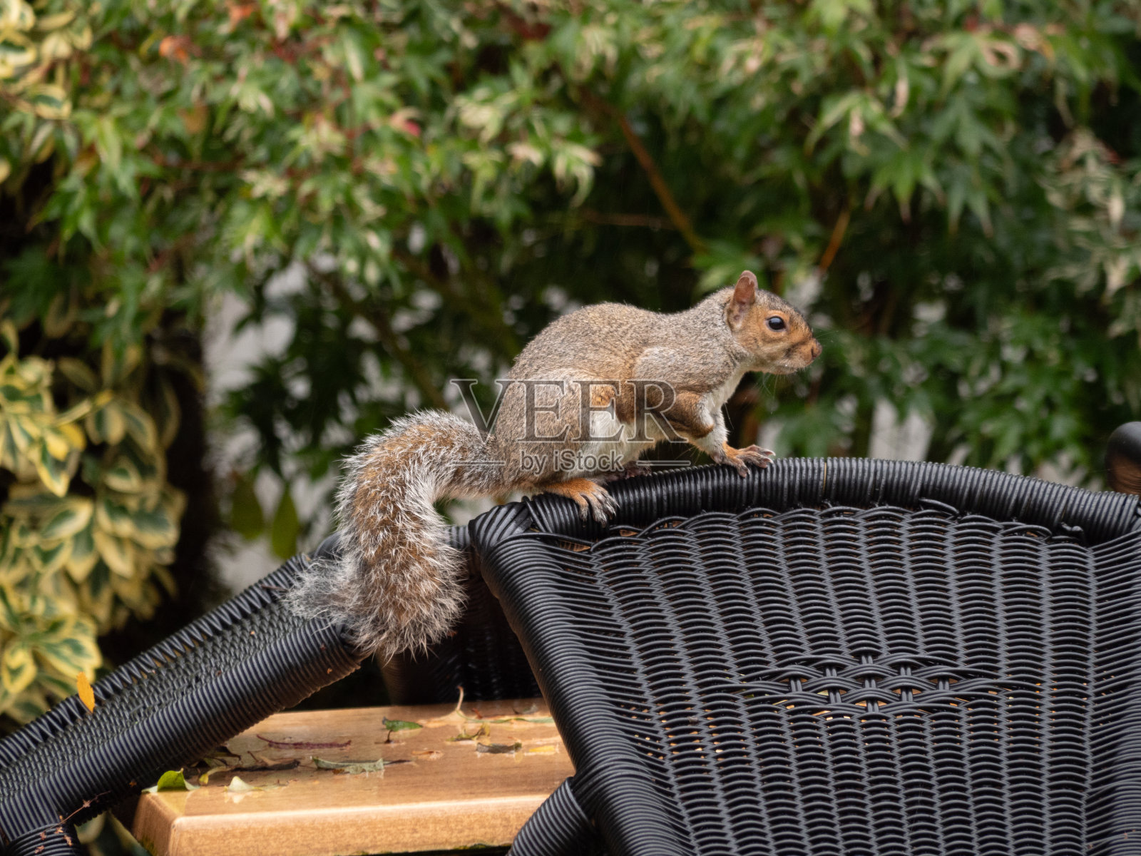 一只毛茸茸的松鼠坐在花园的椅子上。照片摄影图片