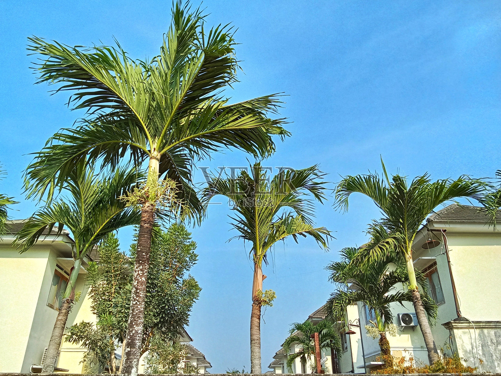 棕榈科照片摄影图片