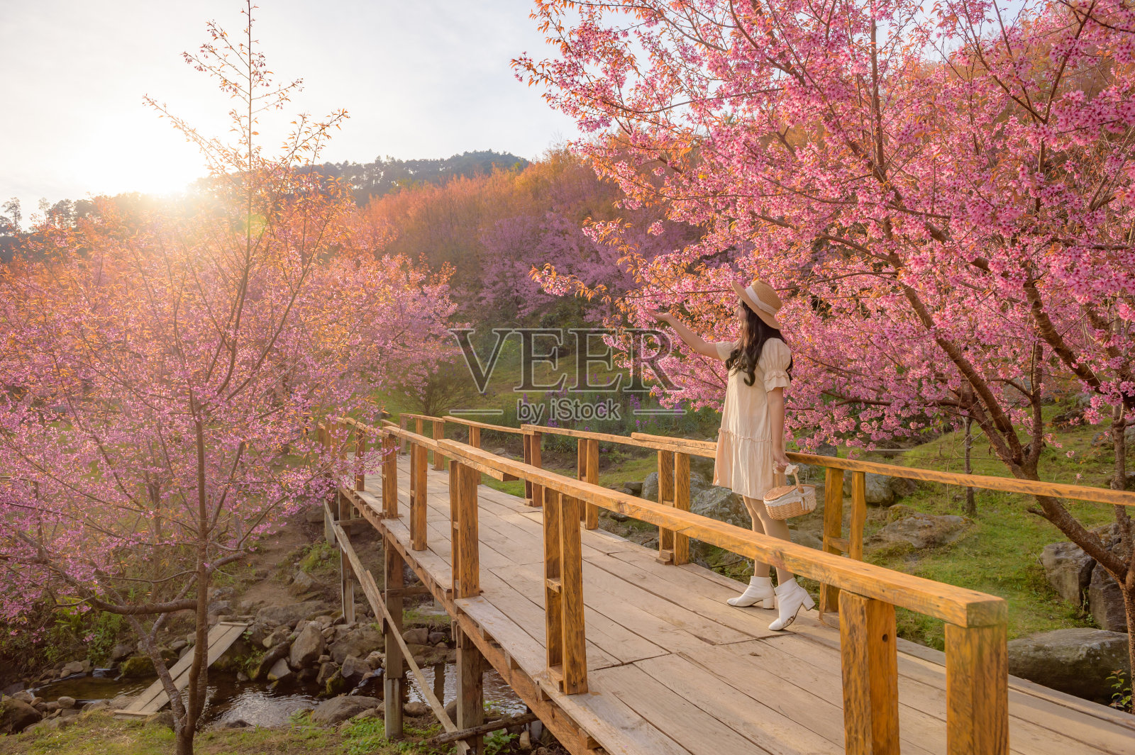 樱花与山水照片摄影图片