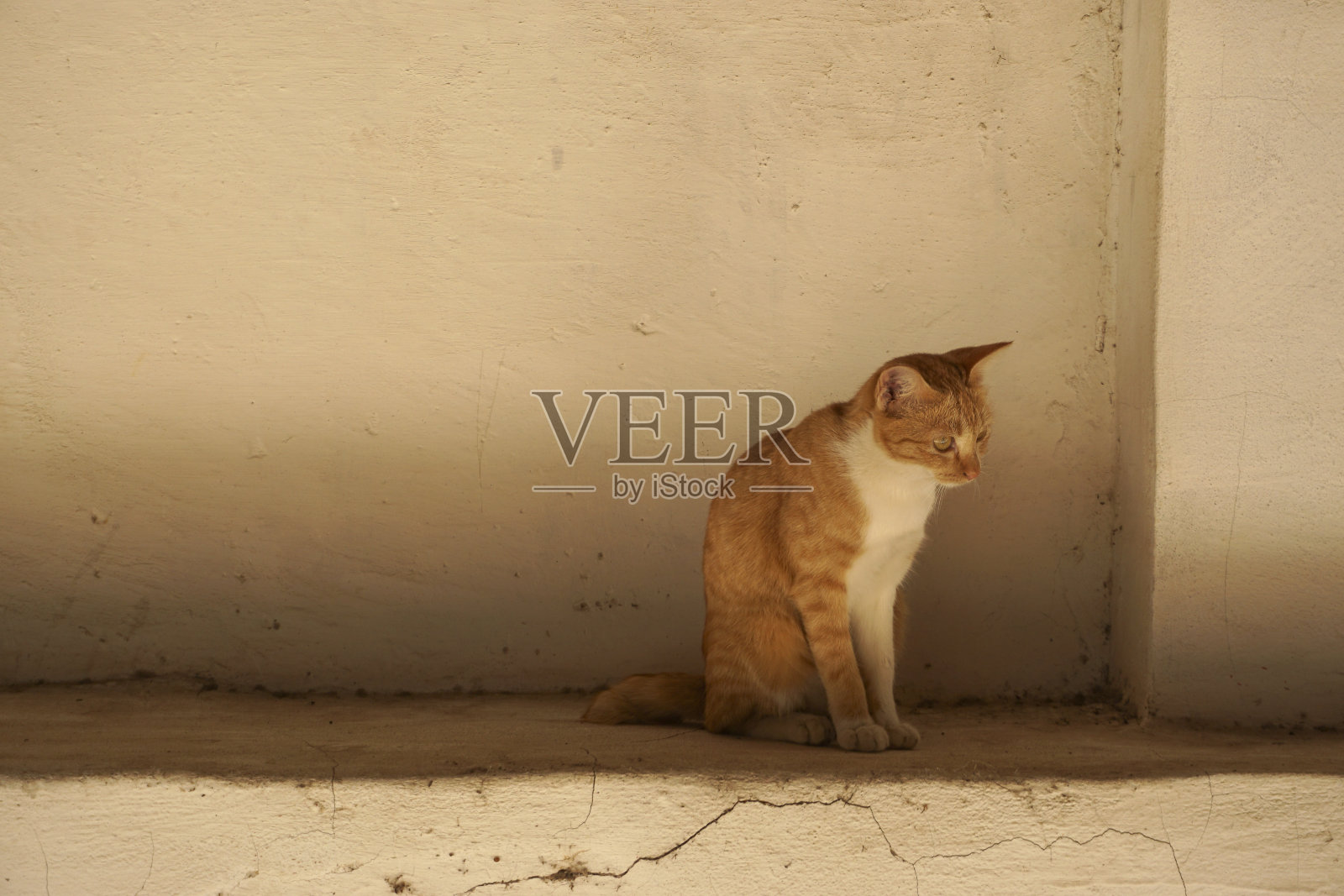 可爱的家猫,长着巨大的耳朵照片摄影图片