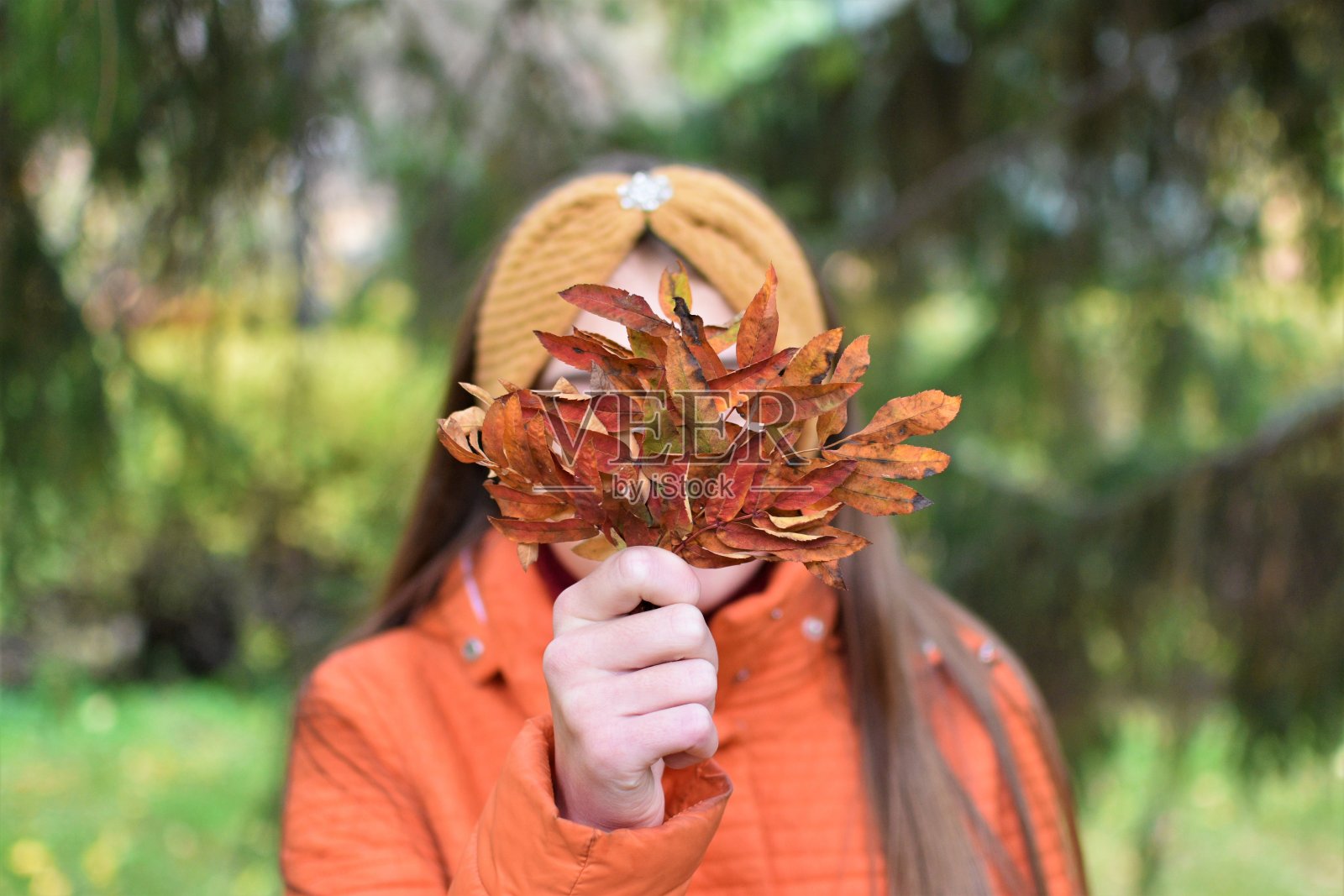 这个女孩拿出一束秋天的紫菀叶。关注前景。照片摄影图片